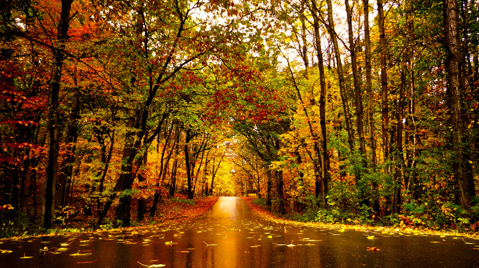 Herfstkleuren Herfstkleuren
